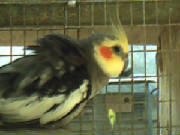 jamrockbirds053.jpg